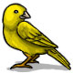 {dedication} Peep the Canary
