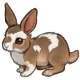 M~M~M Smores the A Fluffy Wuffy Agouti Bunny