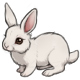 Aviva the A Fluffy Wuffy White Bunny