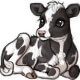 Clarabelle the Holstein Calf