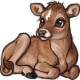 Maybelle the Jersey Calf
