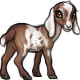 Nugget the Nubian Goat