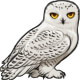 Imogen the Snowy Owl