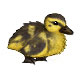 Pongo the Patchy Fluffy Duckling