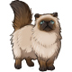 Whiskers the Colorpoint Persian