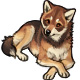 Shiba the Clever Red Wolf