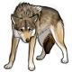 Grey Wind the Timid Gray Wolf